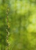 Young Tree flowering during Spring/Summer