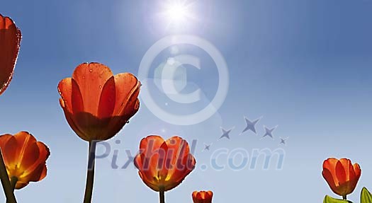 Digital Composite from orange tulips