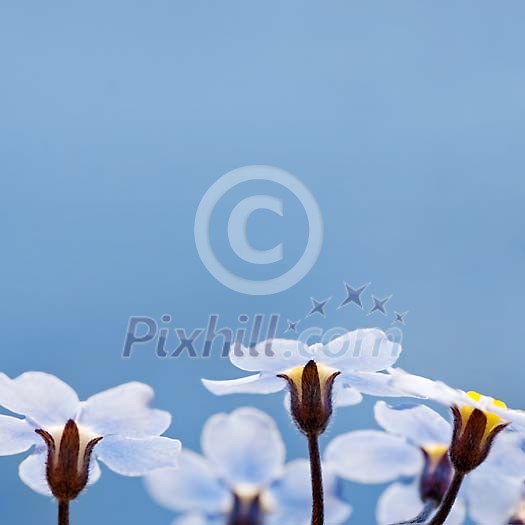 Wild Flowers Forget Me Not on Sunny Day Wild Flowers Forget Me Not on Sunny Day