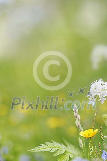 Digital Composite from finnish summer wild flowers Digital Composite from finnish summer wild flowers