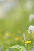 Digital Composite from finnish summer wild flowers