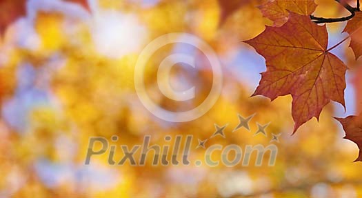Digital Composite of an Autumn Scenery