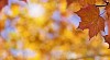 Digital Composite of an Autumn Scenery