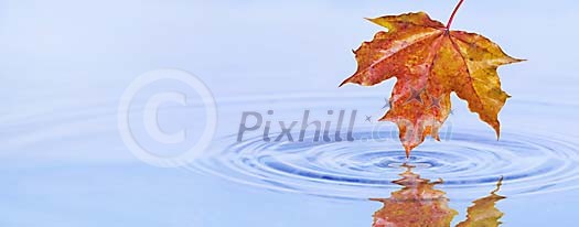Digital Composite from Autumn Leaf and Waterrimples