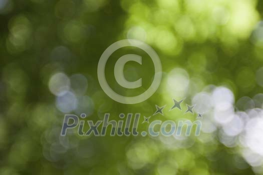 Unsharp impression from summer forest Unsharp impression from summer forest