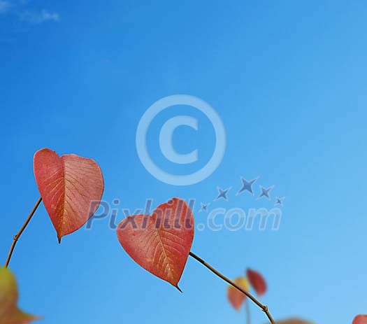 Digital Composite from heart-shaped Autumn leaves