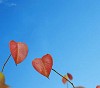 Digital Composite from heart-shaped Autumn leaves