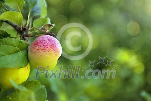 Wild apple hanging in a tree Wild apple hanging in a tree