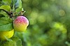 Wild apple hanging in a tree