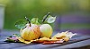 Wild Apples on Garden Table Top