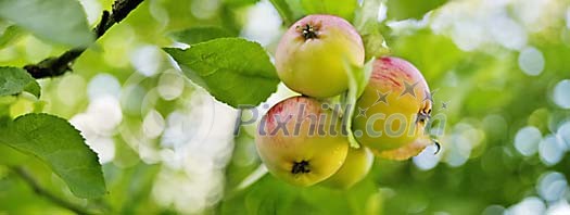 Bunch of wild apples hanging in a tree