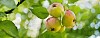 Bunch of wild apples hanging in a tree