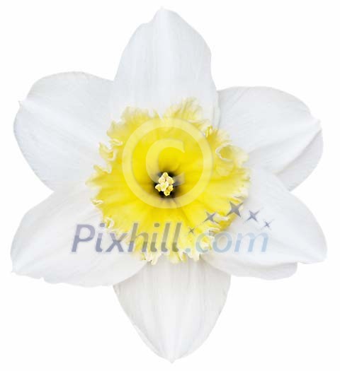 Isolated daffodil with white leafs