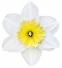 Isolated daffodil with white leafs