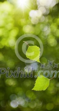 Sunbeams shining on fresh green falling leafs against unsharp background. Sunbeams shining on fresh green falling leafs against unsharp background.