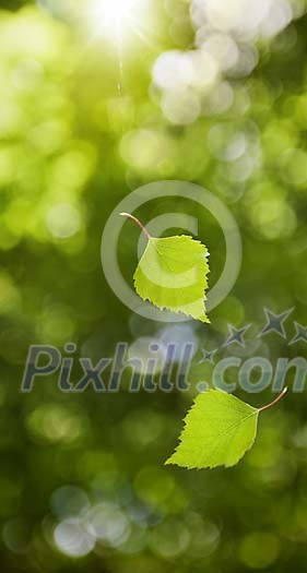 Sunbeams shining on fresh green falling leafs against unsharp background. Sunbeams shining on fresh green falling leafs against unsharp background.
