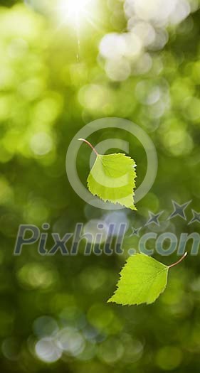 Sunbeams shining on fresh green falling leafs against unsharp background.