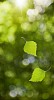 Sunbeams shining on fresh green falling leafs against unsharp background.