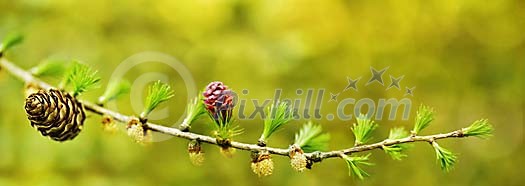 Fresh young cone growing on Larch branch during spring/summer Fresh young cone growing on Larch branch during spring/summer