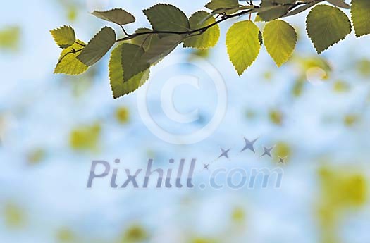 Fresh Green Birch Leafs on a Branch Fresh Green Birch Leafs on a Branch