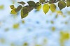 Fresh Green Birch Leafs on a Branch