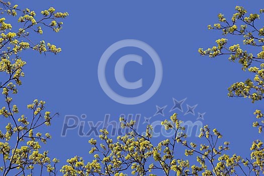 Digital Composite of Maple Leaf Flowers during Spring