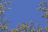 Digital Composite of Maple Leaf Flowers during Spring