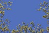 Digital Composite of Maple Leaf Flowers during Spring