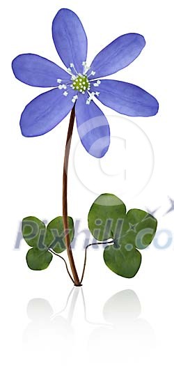 Isolated Wild Flower Hepatica nobilis