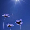 Conceptual Wild Flower Hepatica nobilis, with Copy-space.