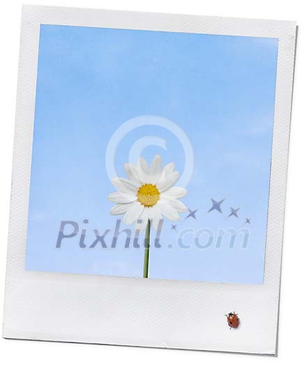 Ladybird on a polaroid of a daisy