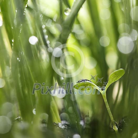 Daisy Seedling Between Grass Shoots