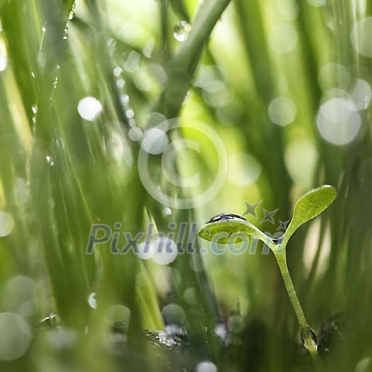 Daisy Seedling Between Grass Shoots Daisy Seedling Between Grass Shoots