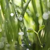 Daisy Seedling Between Grass Shoots