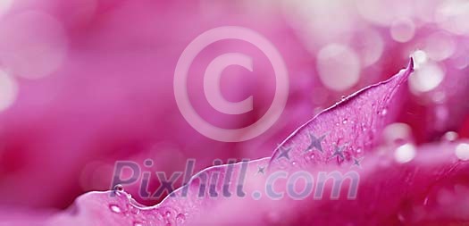 Water-drops on Rose Leaf