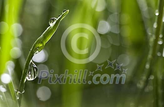 Grass Shoot Covered with Waterdrops