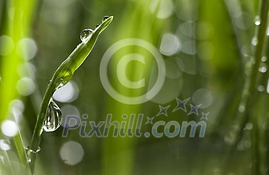 Grass Shoot Covered with Waterdrops Grass Shoot Covered with Waterdrops