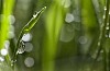 Grass Shoot Covered with Waterdrops