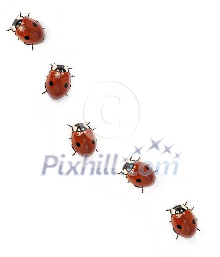 Group of ladybirds walking in a row