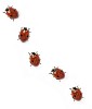 Group of ladybirds walking in a row