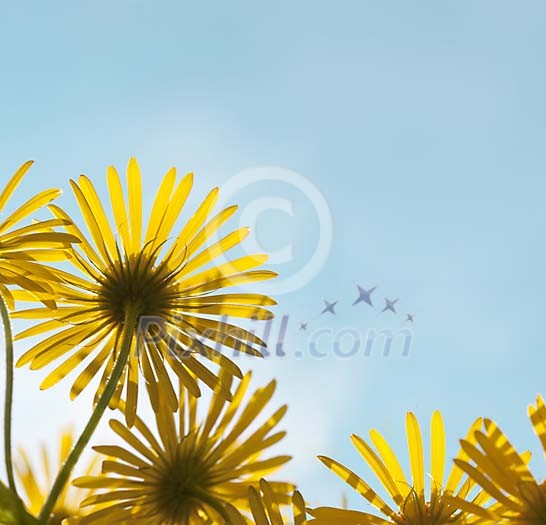 Yellow Flower looking towards the sun