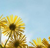 Yellow Flower looking towards the sun