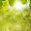 Ladybird sitting on a grass blade in morning sun