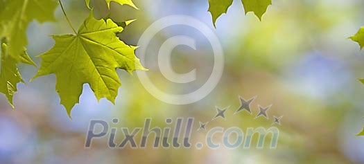 Mapple Leaf in Spring Mapple Leaf in Spring