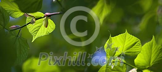 Lime tree leaves in spring