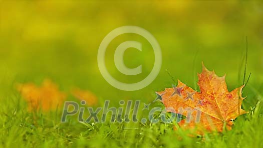 Maple Leaf on the Grass