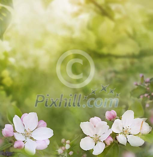 Apple tree flower in bloom