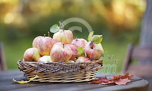 Basket with apples on garden table