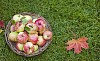 Basket filled with apples on grass