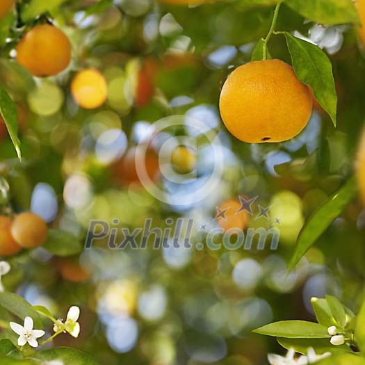Natural Orange on a tree
